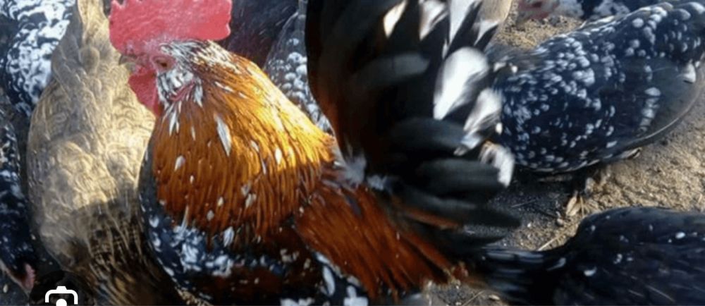 Vând găinuși pitici si rațe leșești