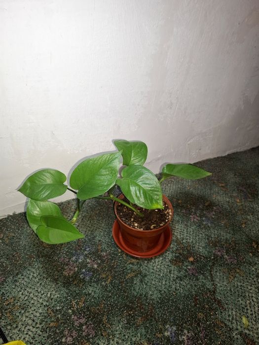 Продам свои комнатные растения срочно