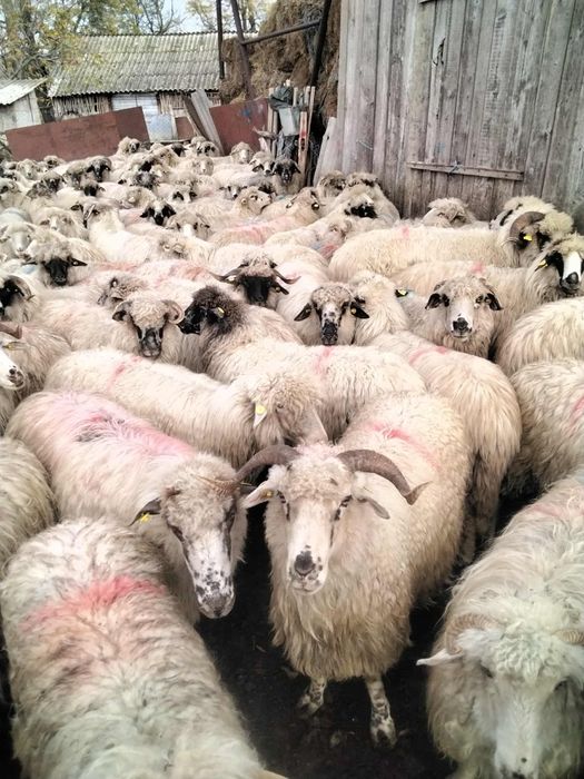 Vând 80 de oi    .
