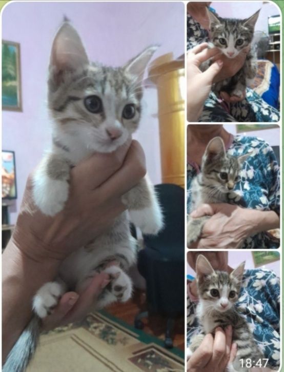 Котята мальчик, девочки