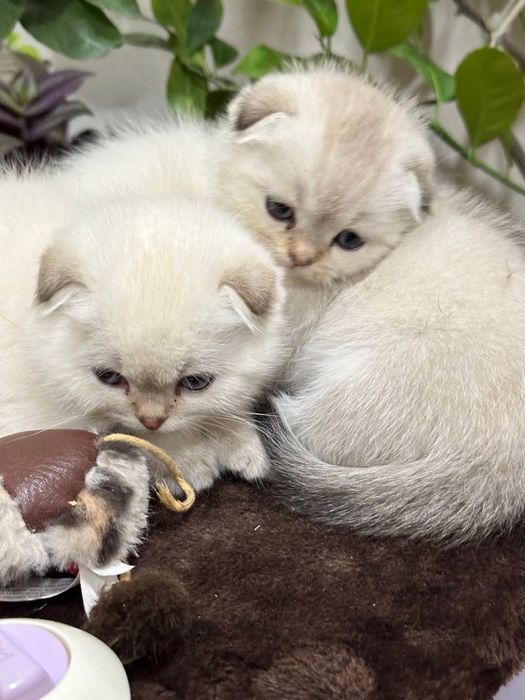 Котята Шиншиллы серебристой