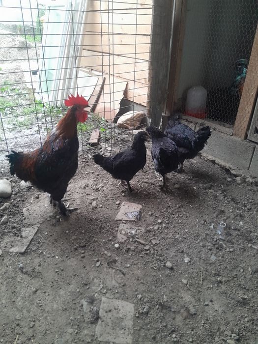 2 familii Marans