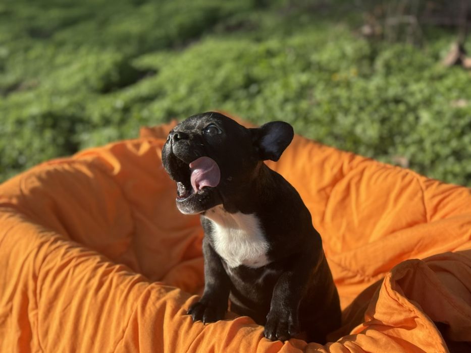 Два прекрасни френски булдога