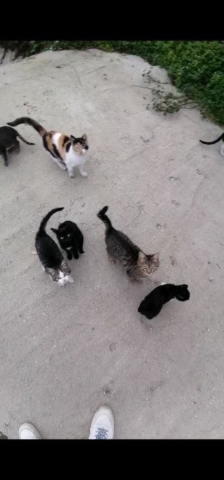 pisicuțe pentru adopție