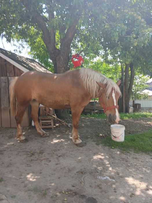 Vând mânză de 4 ani