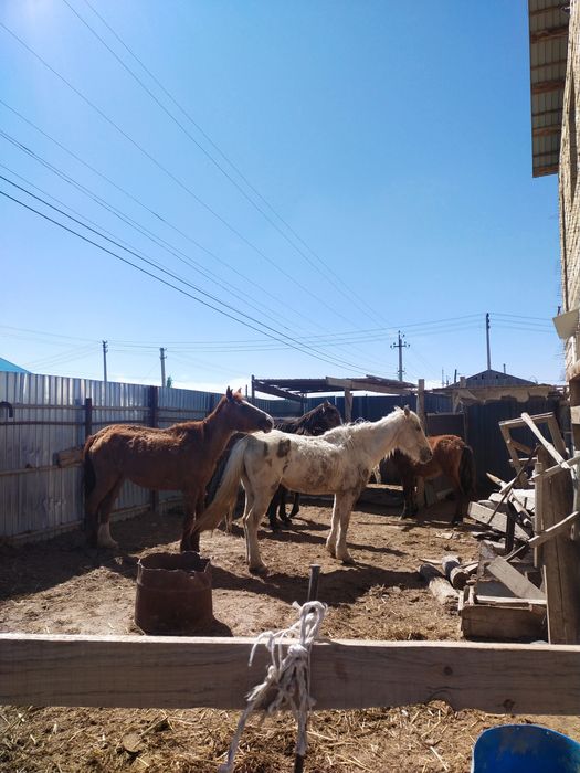 Жылкылар сатылады