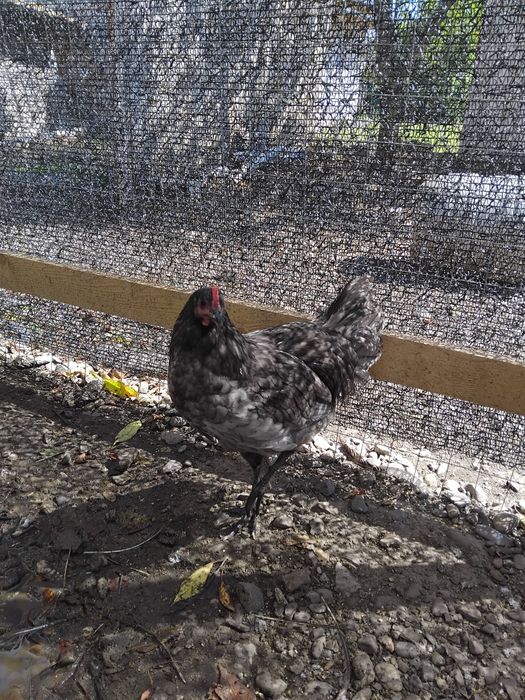 Vând cocoșei Australorp 6 luni