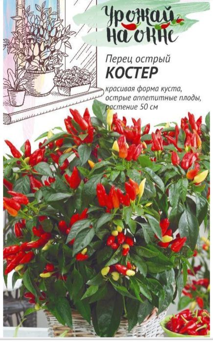 Острый перец в горшках