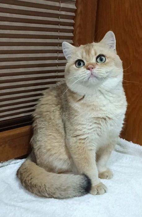 Продаются мальчики британцы золотая шиншилла