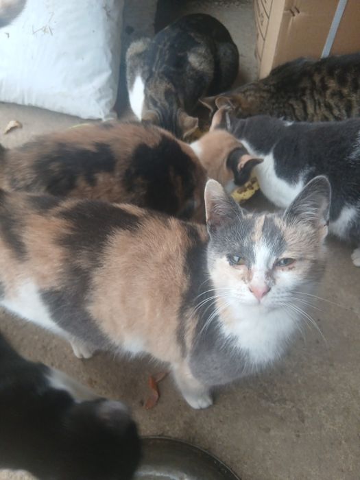 Pisicuțe gratis donez