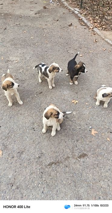 Щенки в хорошие руки. Отдам.