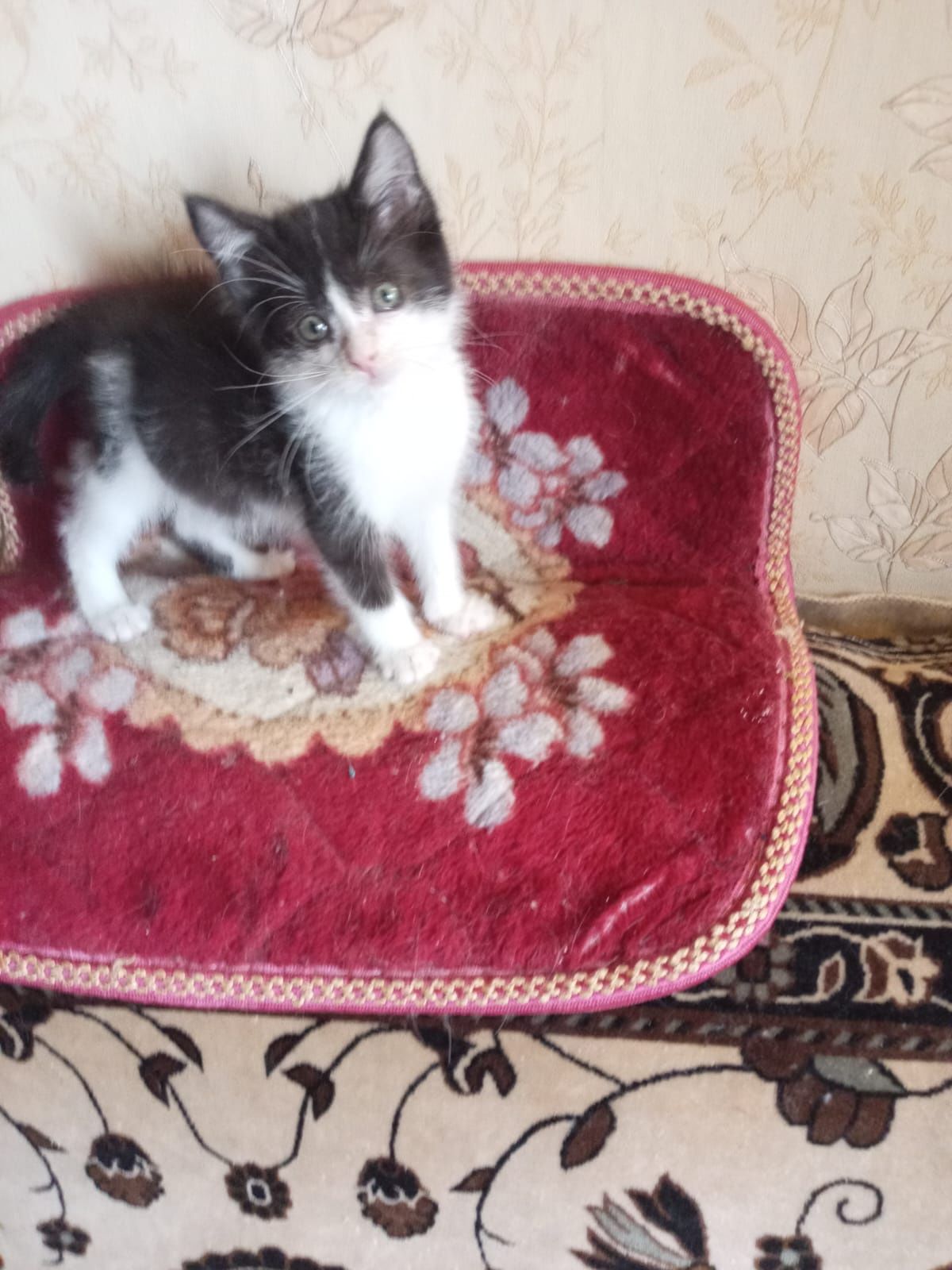 Котенок ищет дом!
