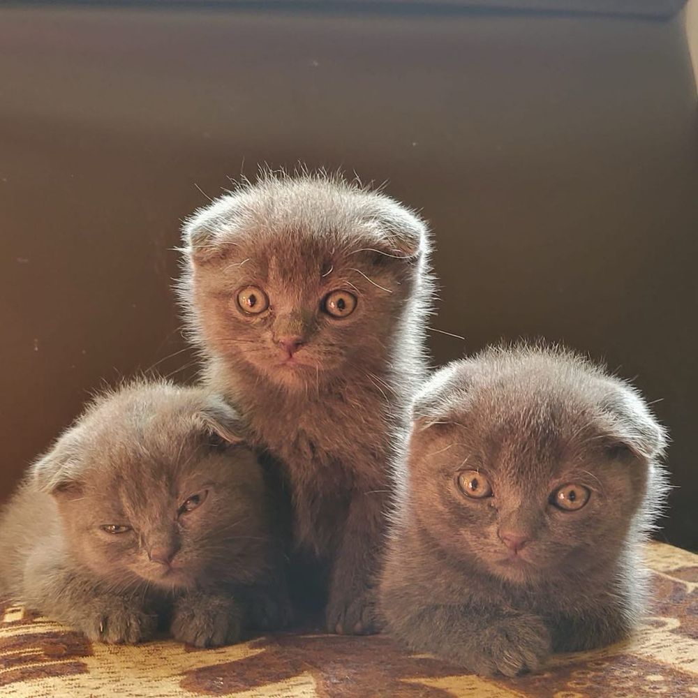 Pui scottish fold