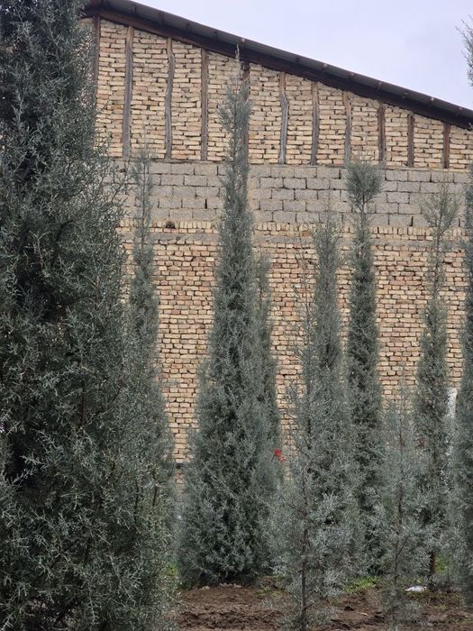 Кепарис аризоника ИТАЛИА