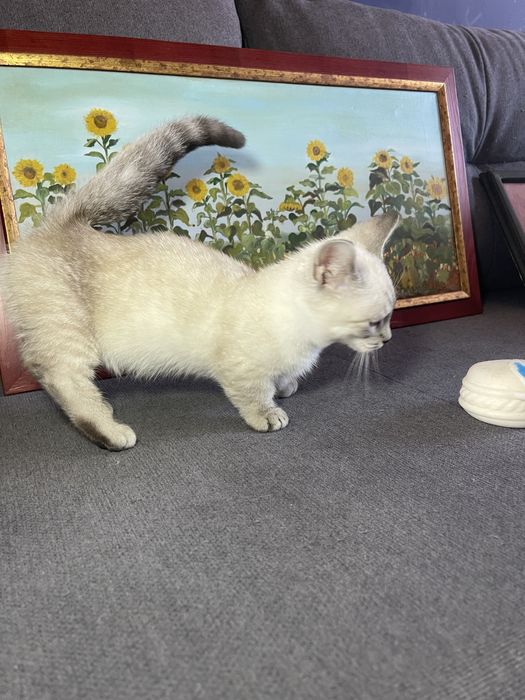 Motanel rasa Munchkin coloure point cu pedigree