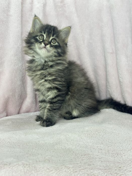 Сибирские котята