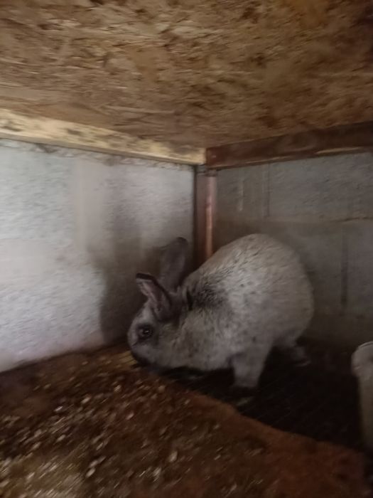 Продажа кроликов