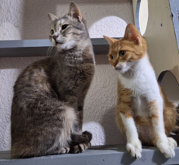 Возьми друга из приюта