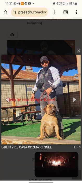 Femelă Presa Canario – 3 ani – Pedigree – Fiică directă din Doctor Bul