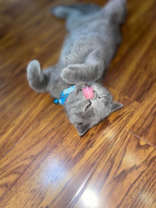 Британский мушук