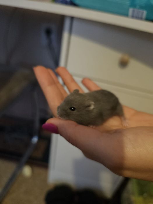 Vând hamsteri pitici