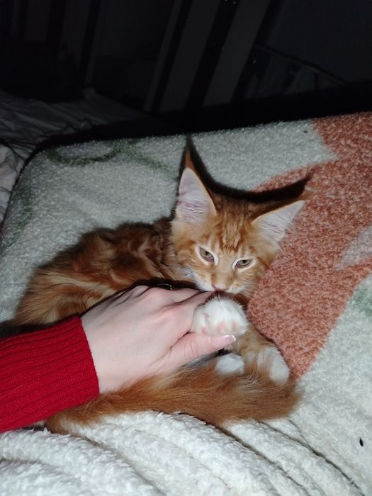 Baietel Maine Coon