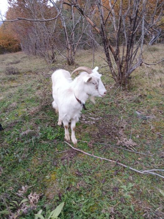 Capră la a doua fătare