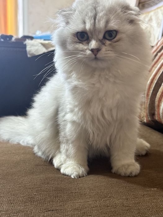 Шотландская фолд шиншилла