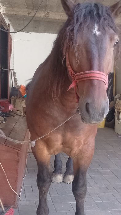 Vând cal de 5 anii  analtime 180 la hreban mai multe detalii  an priva