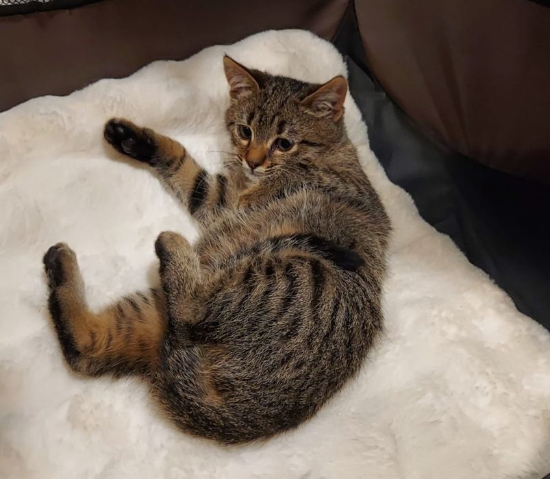 Pui de pisica spre adoptie blanda jucausa  Bucuresti