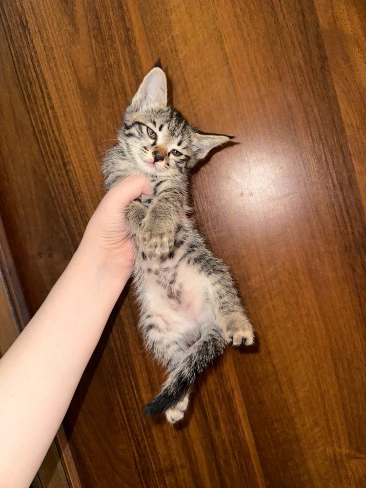 Котята в самые добрые руки