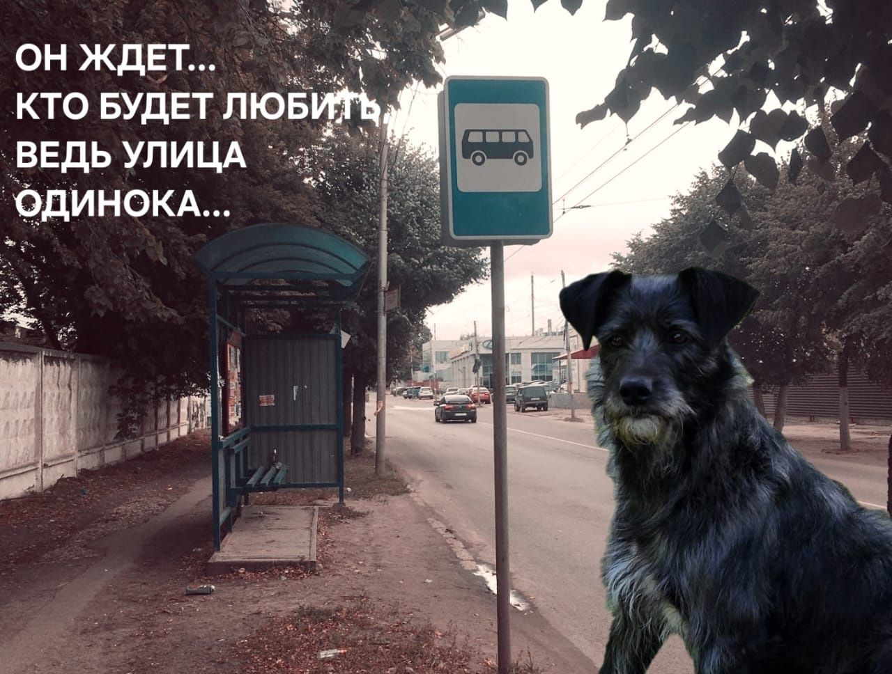 Пришелец очень умный и добрый пёсик