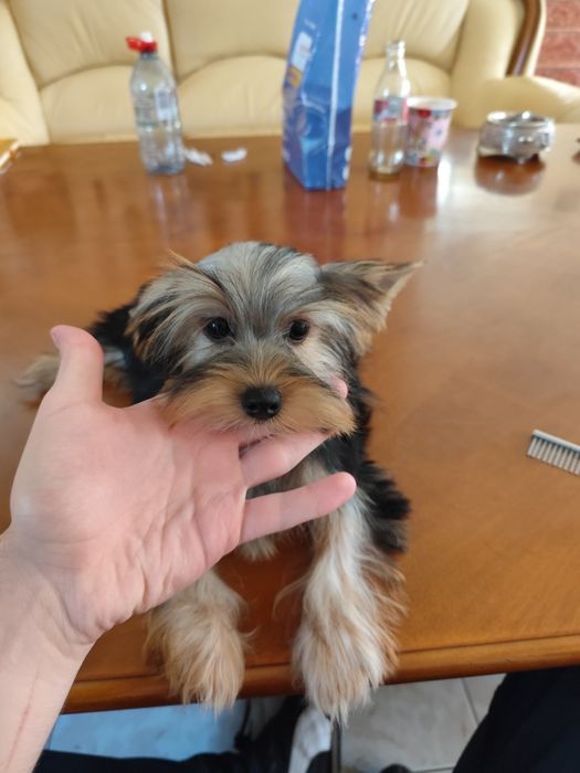 Pui Yorkshire - adorabil talie mica