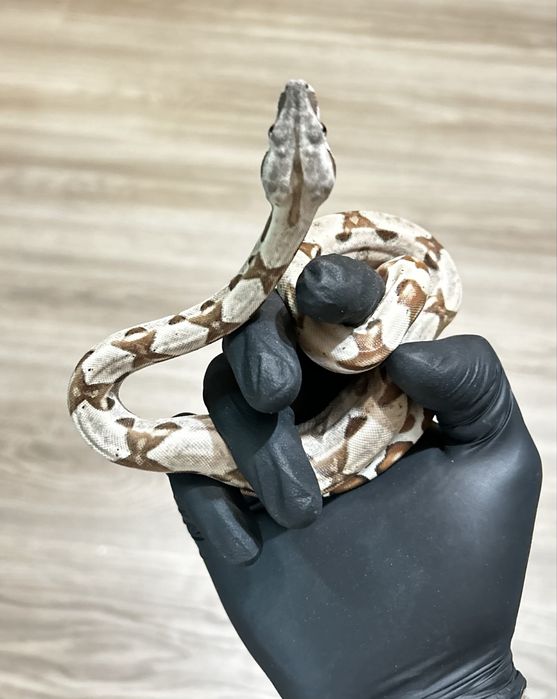 Боа (Boa Constrictor)