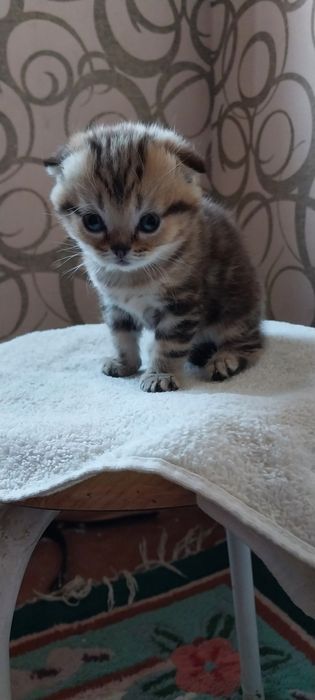 Продается котенок