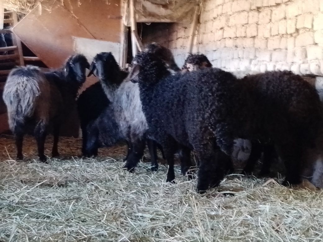 Ena bola arabi qo'y va qo'zilar Yangibozor tumani