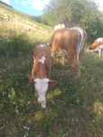 Vaca da vânzare  cu vitel