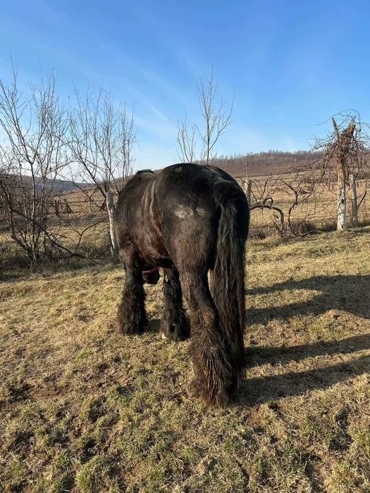 Armasar pentru monta sau vanzare