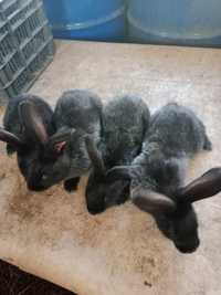 Кролики Полтавское серебро .