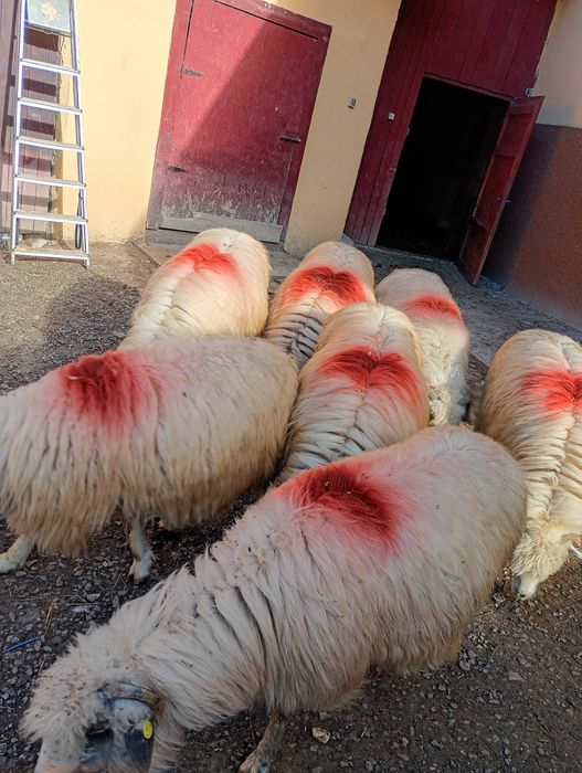 Vand 7 oi bune de tinut