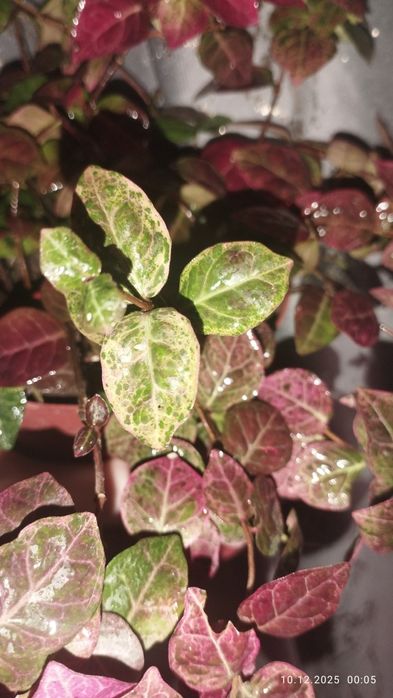 Продается Шикарный Трахелоспермум Триколор