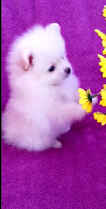 шпиц мальчик и девочка