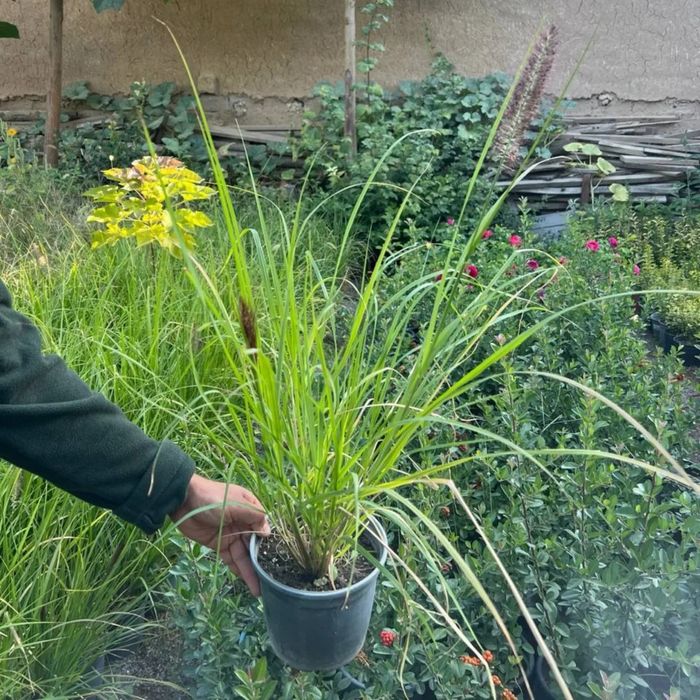 Пеннисетиум лисохвостный злак  садовая горшок 3 л