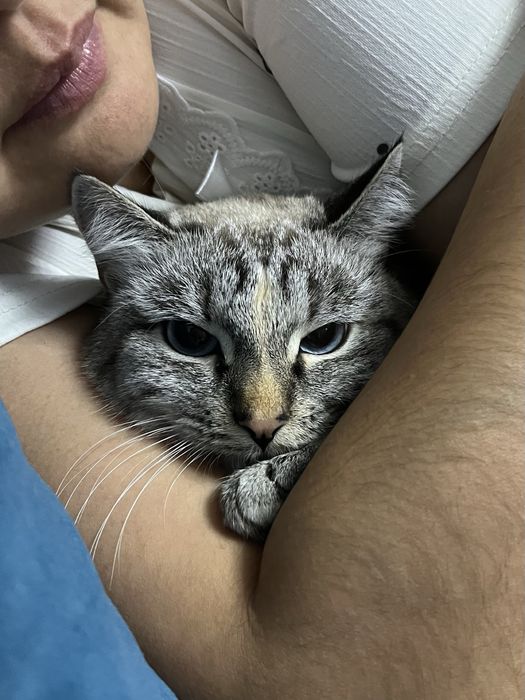 отдаю кошку даром