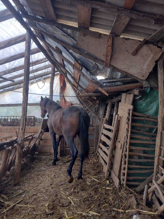 Vand carlana 1an si 5luni