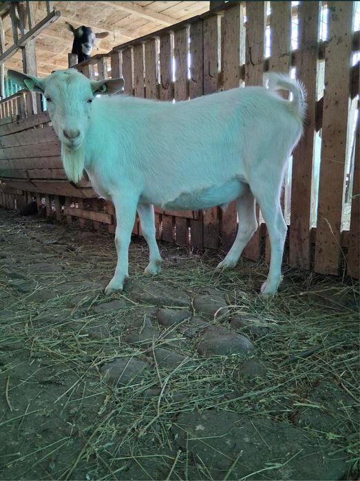 Vand capre sannen rasa pura