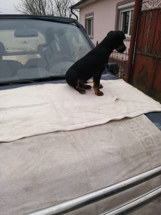 Mascul Jagd terrier in varsta de 4 luni