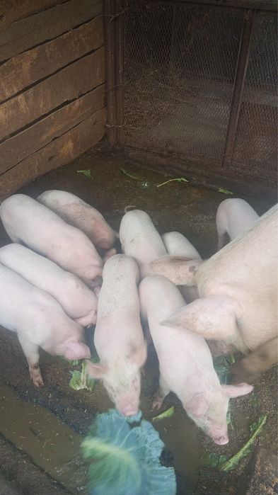 Продаю парасят