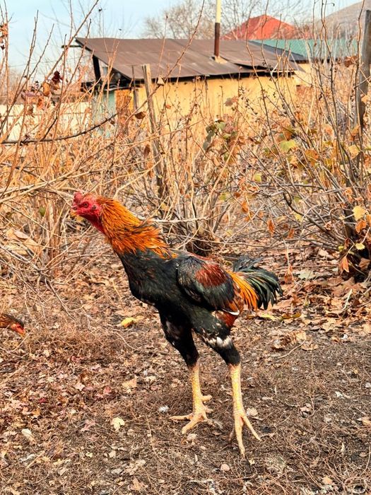 Продам петуха дакан