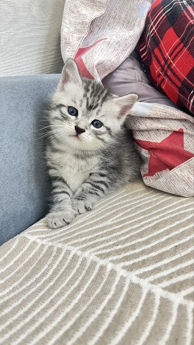 Помесь британца! Котята